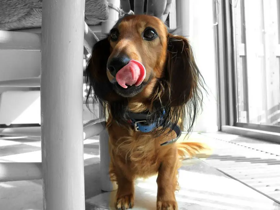 dachshund licking