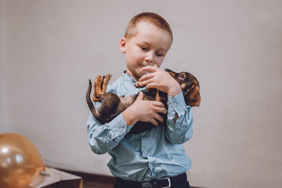boy holding a sacred dachshund puppy