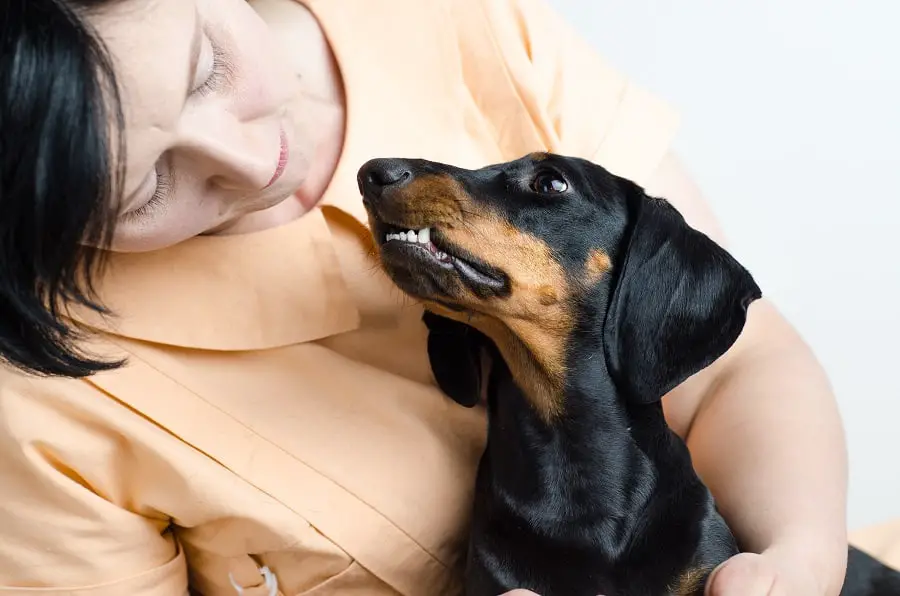 dachshund yelping when picked up