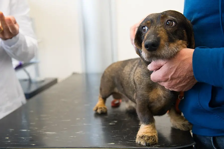 dachshund is having fear for being picked up