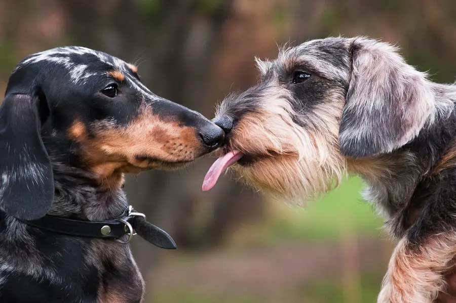 dachshund licking and communicating with another dog