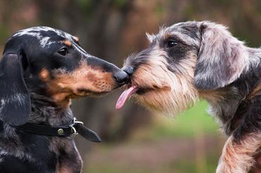 why do dachshunds like to lick