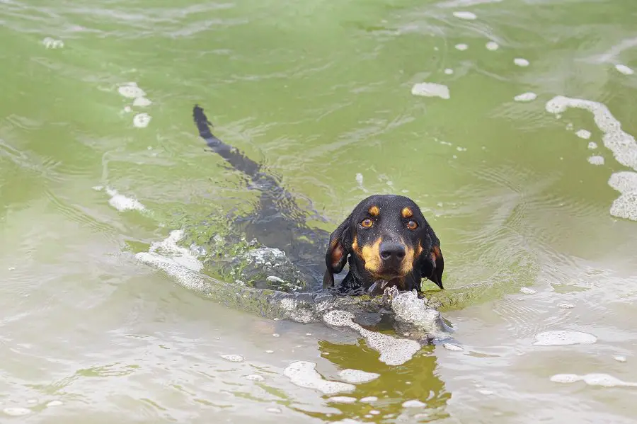 Dog swimming in the ocean