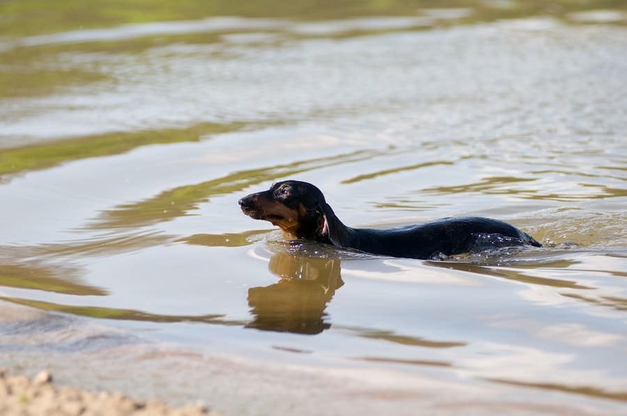 Dachshund swimming on the beach