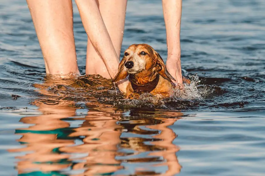 teaching dachshund how to swim