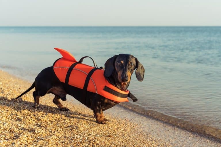 Make a Splash Teach Your Dachshund to Swim Dachshund Journal