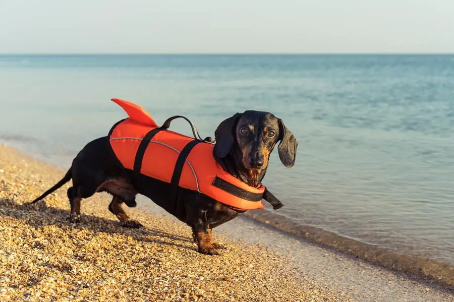 dachshund wearing orange life jacket 