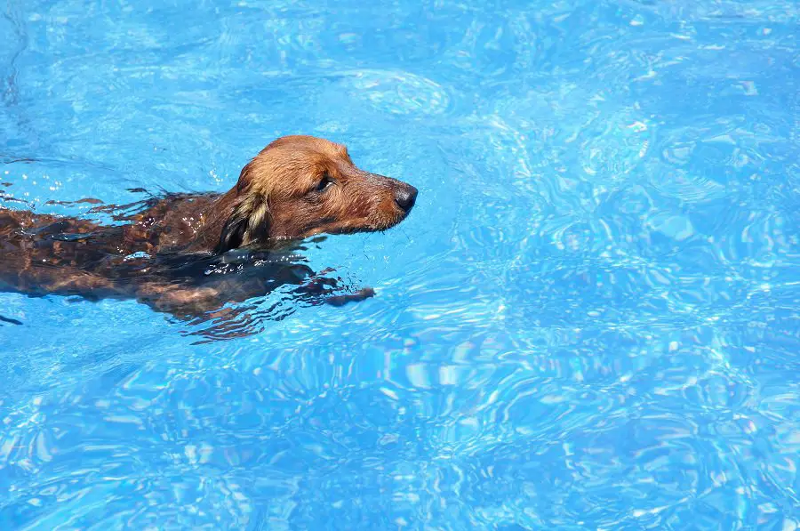  Long-Haired Dachshund Swimming in a Pool