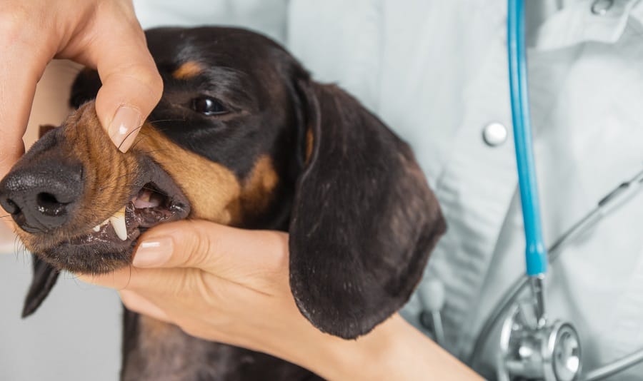 dachshund with gingivitis