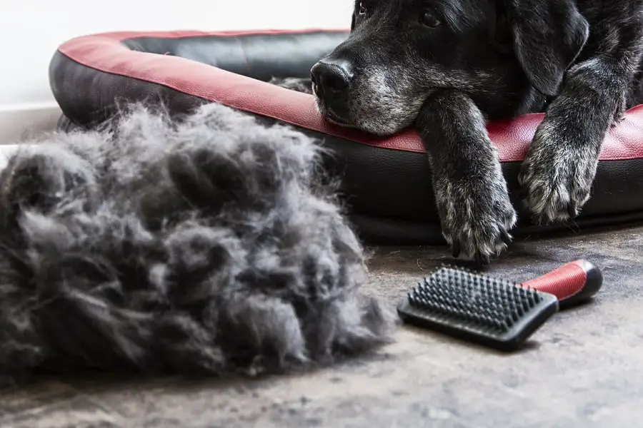 dog com uma pilha de pêlos descascados