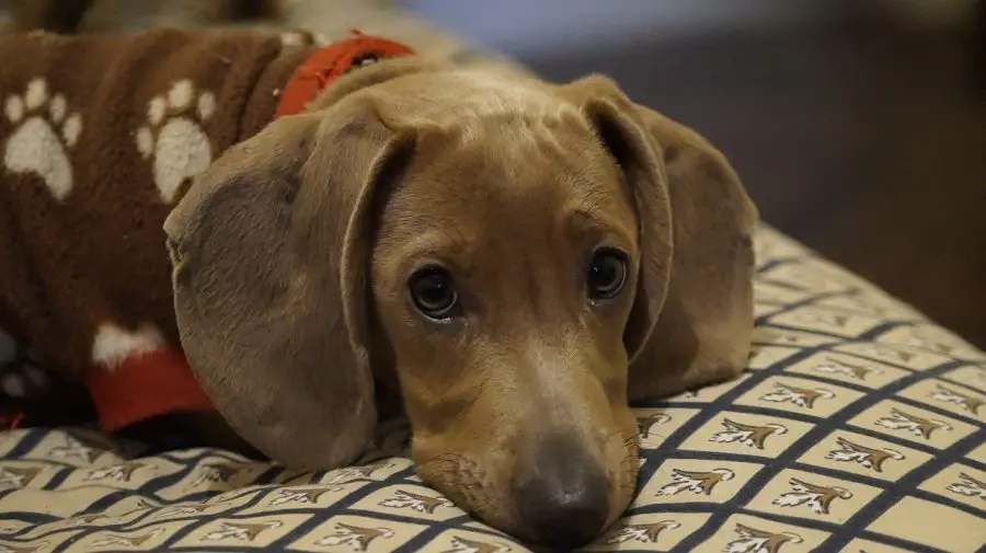 Dachshund resting its head