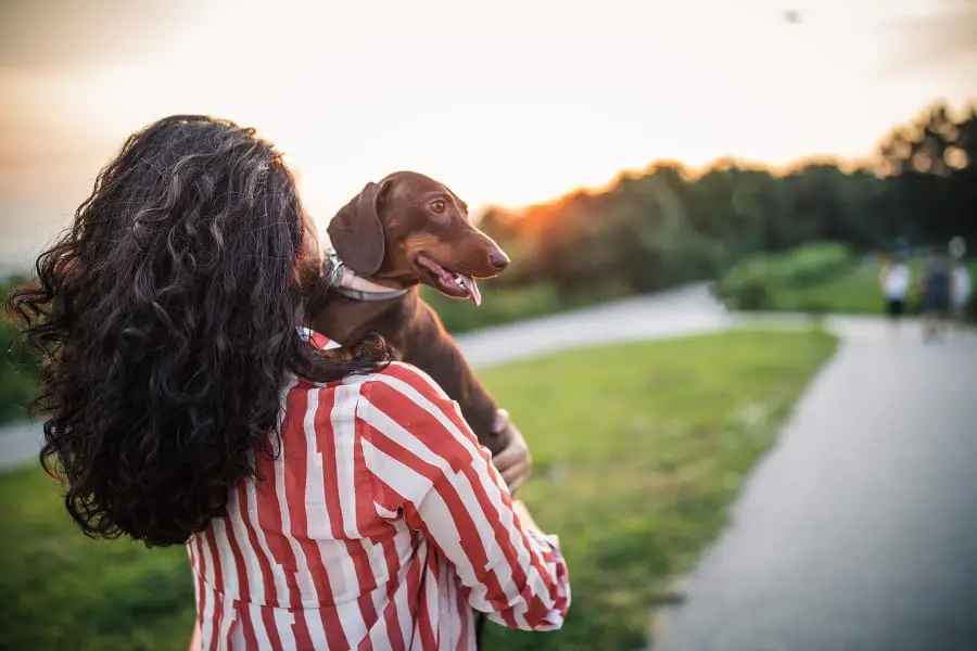 girl looking away to stop her dachshund from excessive licking