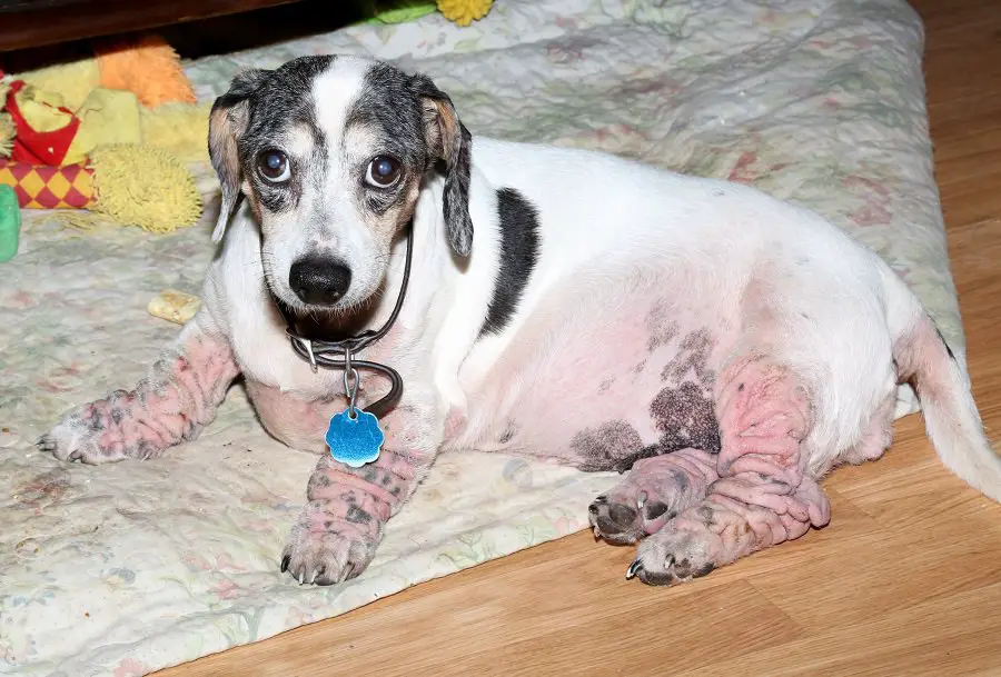 Dachshund dog with severe skin condition