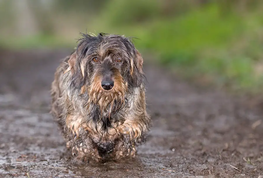 wet and smelly wire haired dachshund on a muddy path