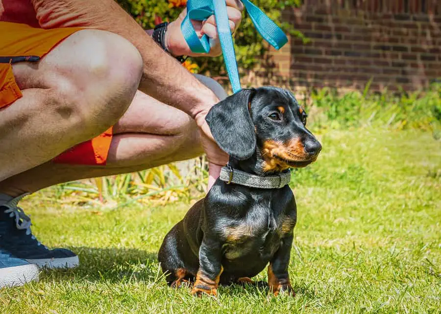 miniature short haired dachshund puppy