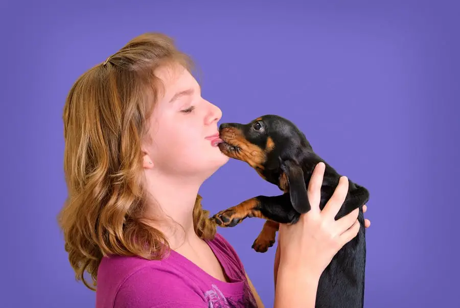 Daschund licking the mouth of it's owner