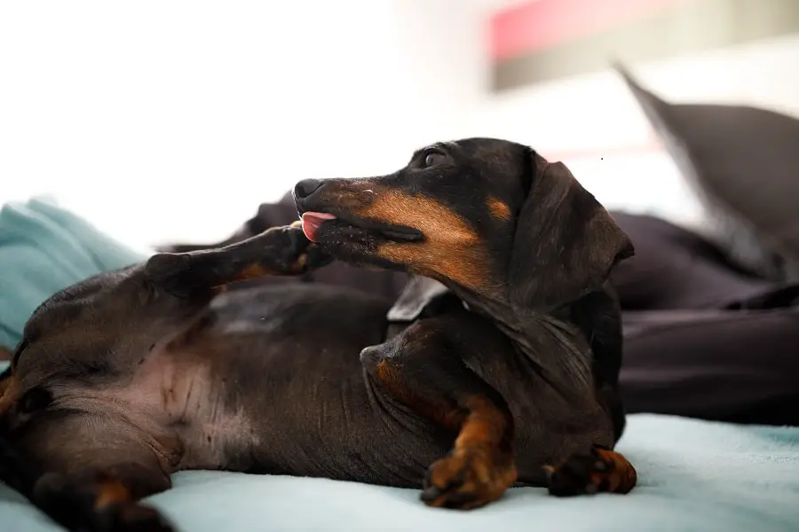 bored Dachshund licking its paw