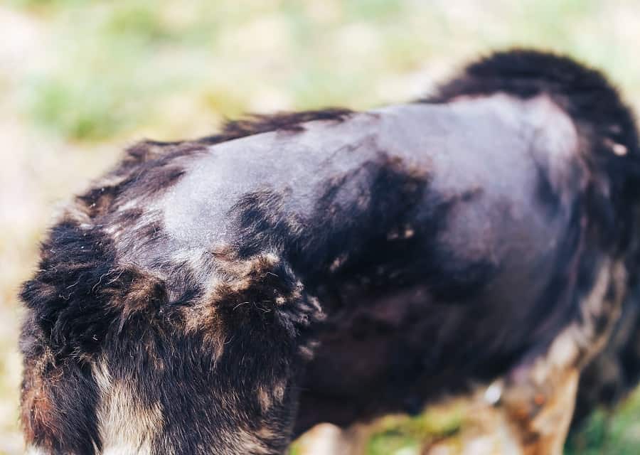 Alopecia on dachshund