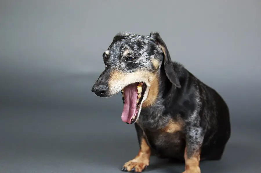 Miniature Black and Tan Dachshund yawning suffers bad breath