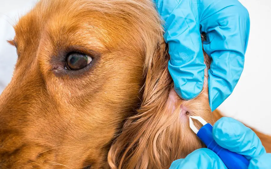 insect biting on dachshund's ear