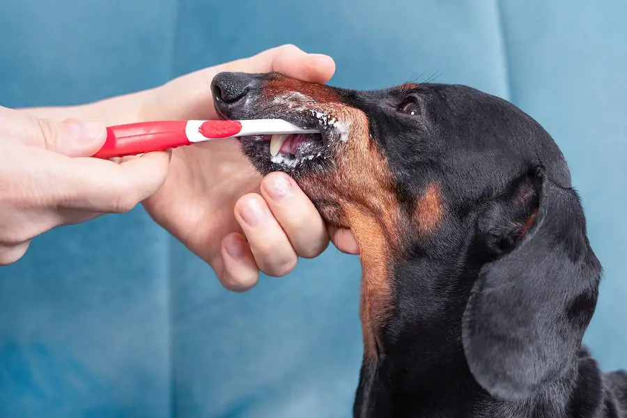 Owner holds dogs face with hand and brushes side teeth behind cheek with special toothbrush and toothpaste for pets, regular oral hygiene at home or in professional veterinary clinic.