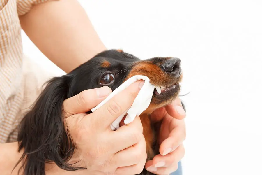 Hand to clean the teeth of dachshund