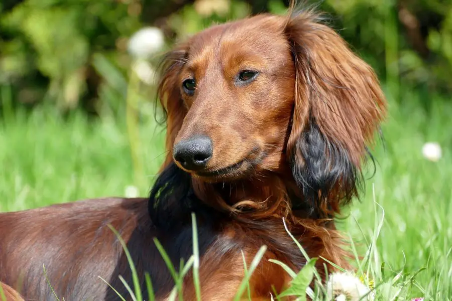 dachshund outside in long grass