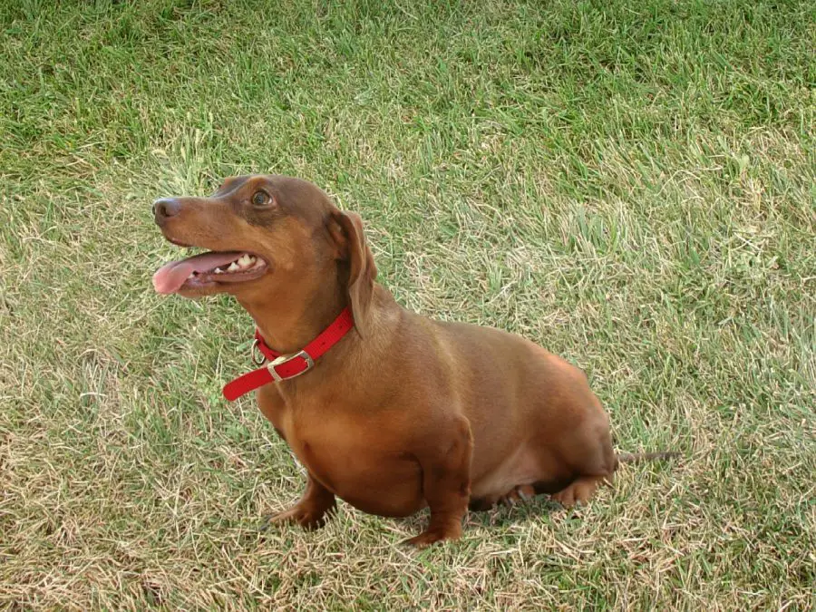 Dachshund sitting