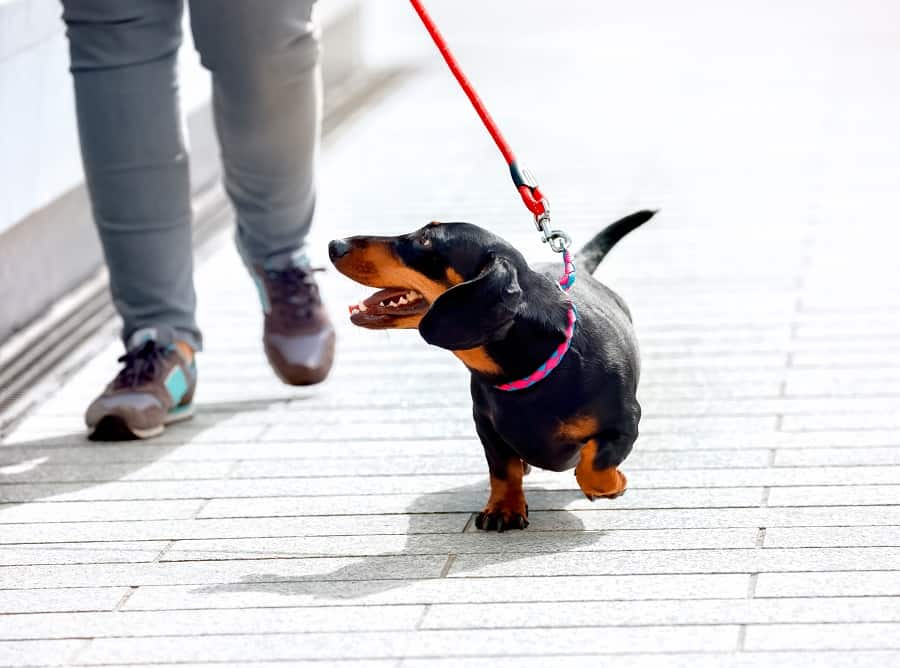 owner walking his dachshund
