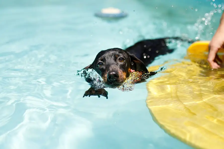 Black dachshund swimming in the pool 