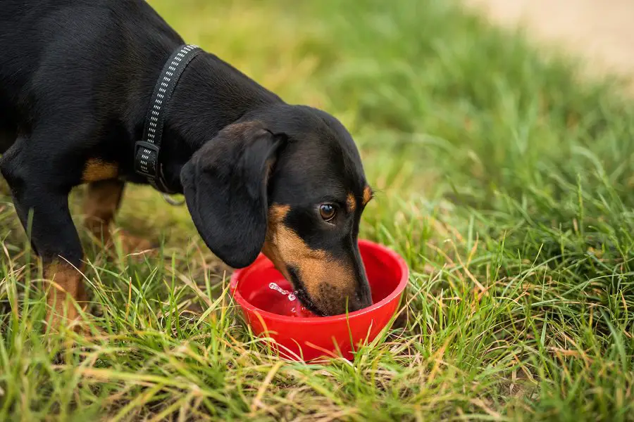Dachshund not eating food but drinking water