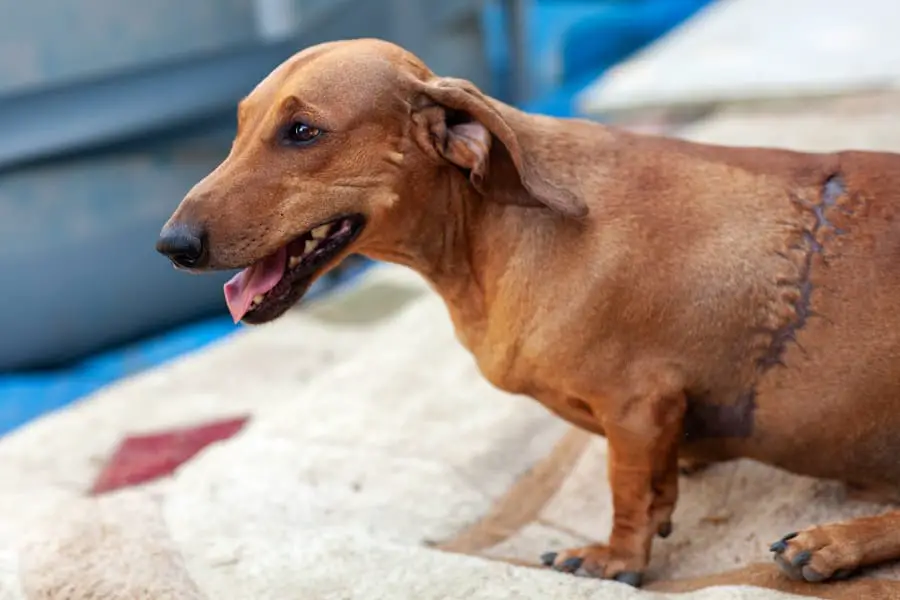 dachshund suffering physical pain with terrible scar