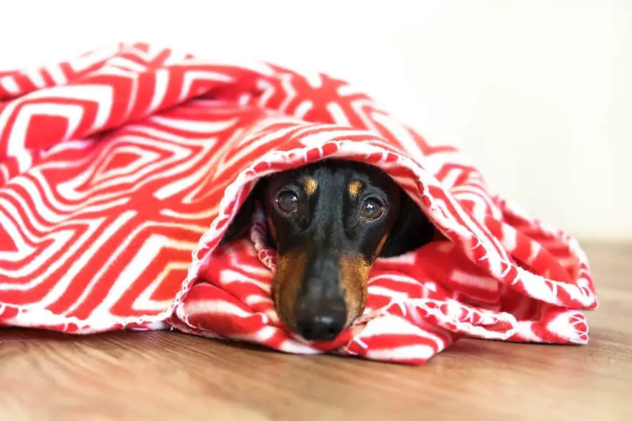 dachshund shivering under a blanket in cold 