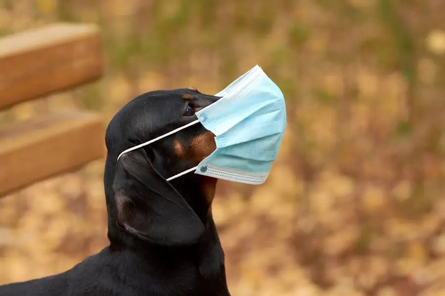 Dachshund dog with flu wearing a mask 