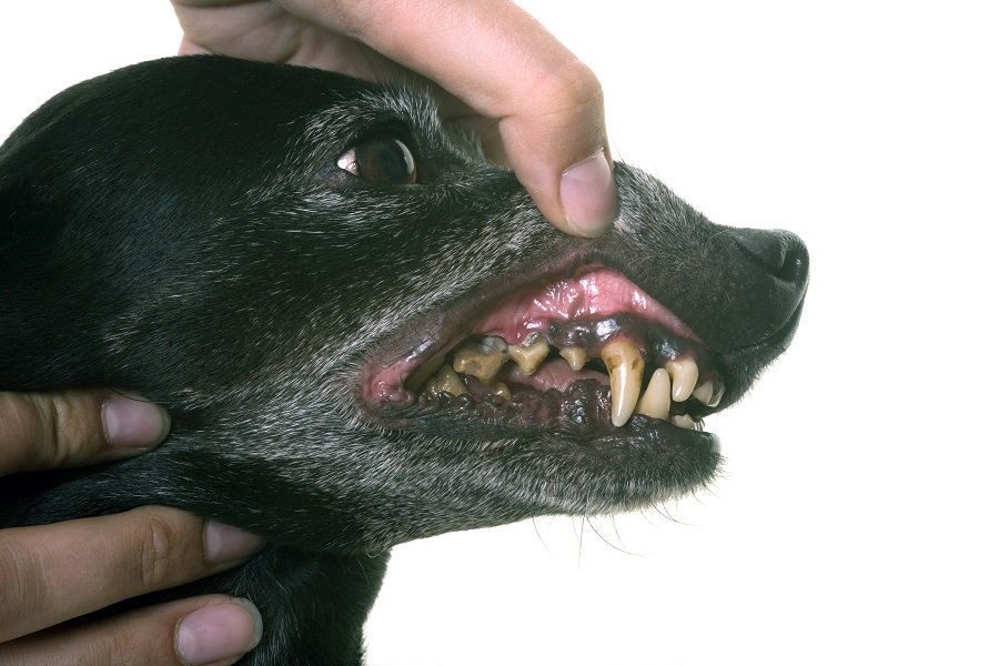 dachshund suffering gingivitis showing his teeth