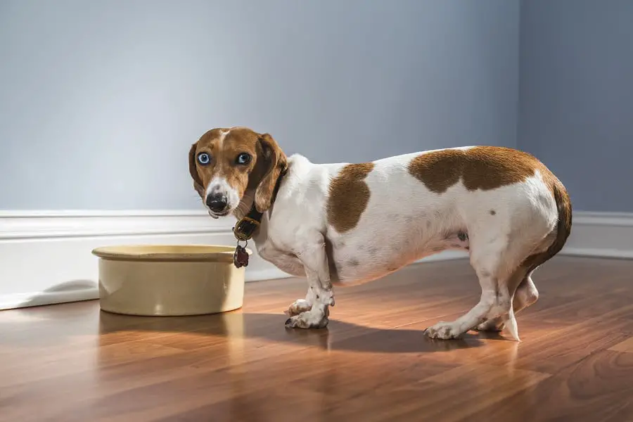 A Dachshund not eating and looking at camera