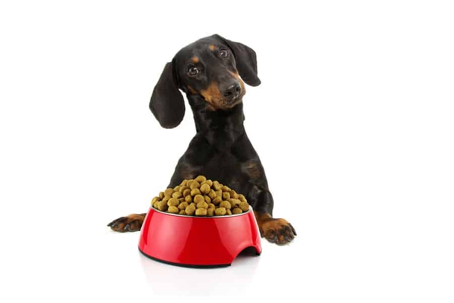 Dachshund with food infront him refusing to eat