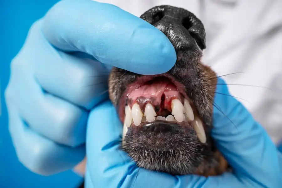 dachshund dog with bad teeth 