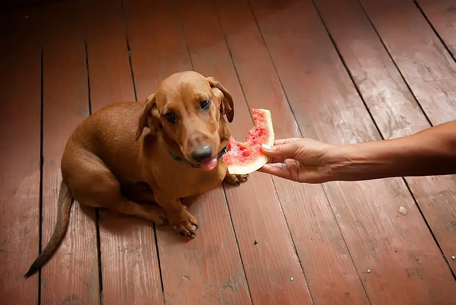 Dachshund refusing to eat fresh watermelon