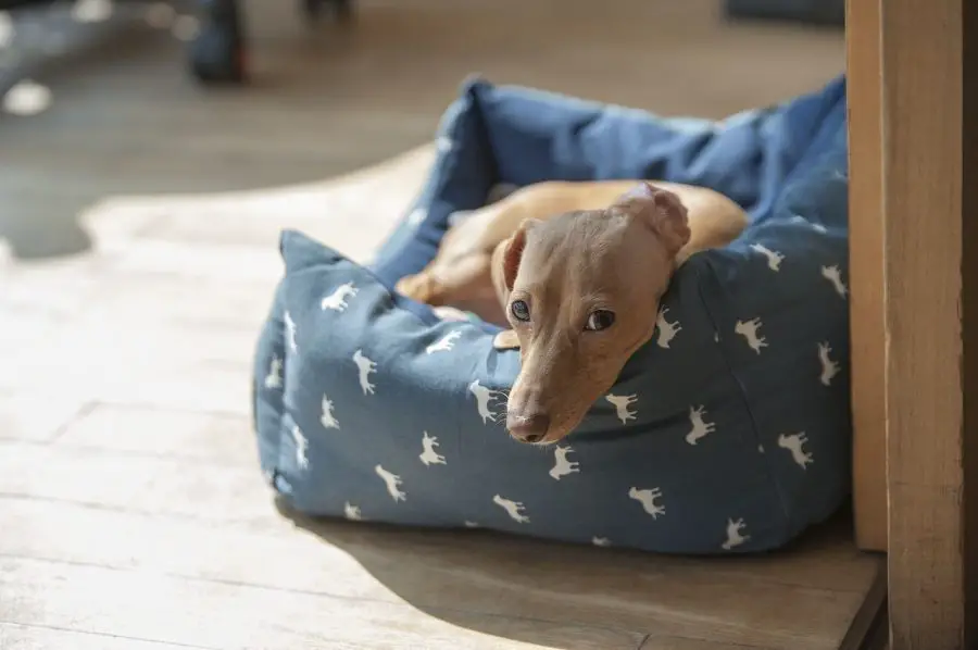 dachshund going up stairs