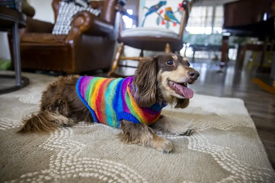 A longhaired dachshund shivering with excitement 