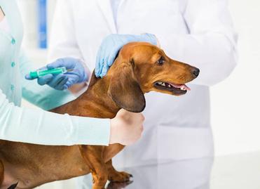 Hair Loss in Dachshunds; What's Normal? – Dachshund Journal