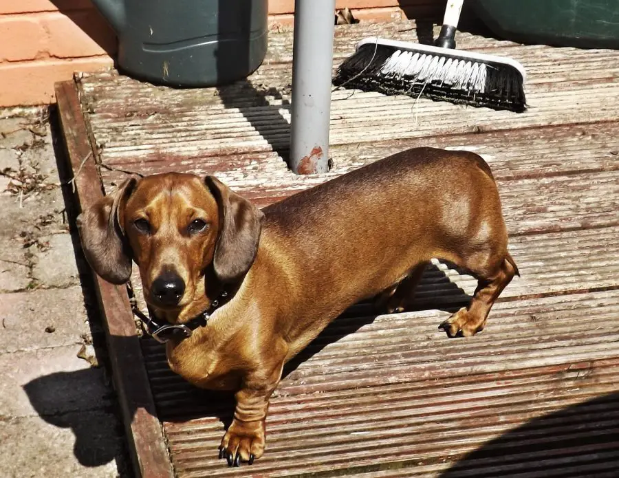 Dachshund staring at camera