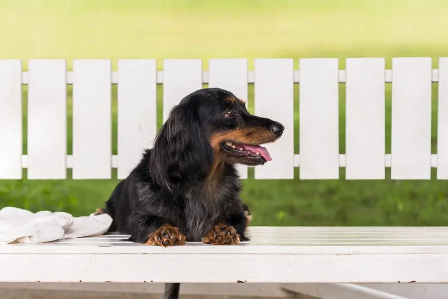 Dachshund dog sitting over the white wooden chair