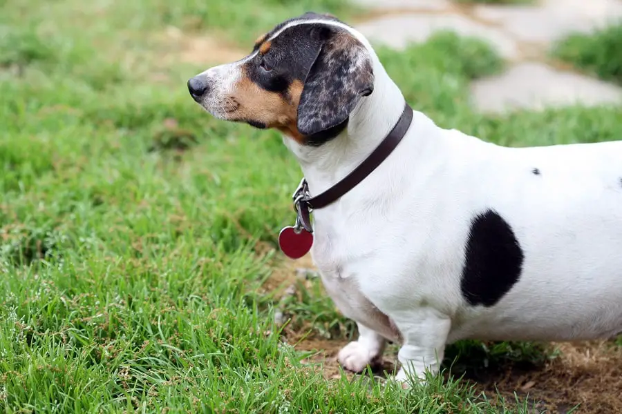 overweight white and black dachshund standing on the grass