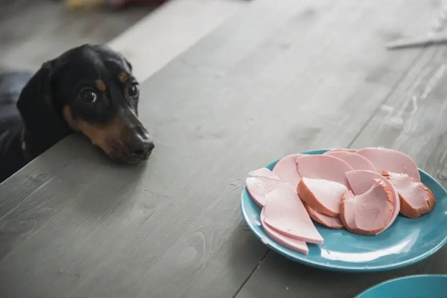 puppy Dachshund looking at sausage