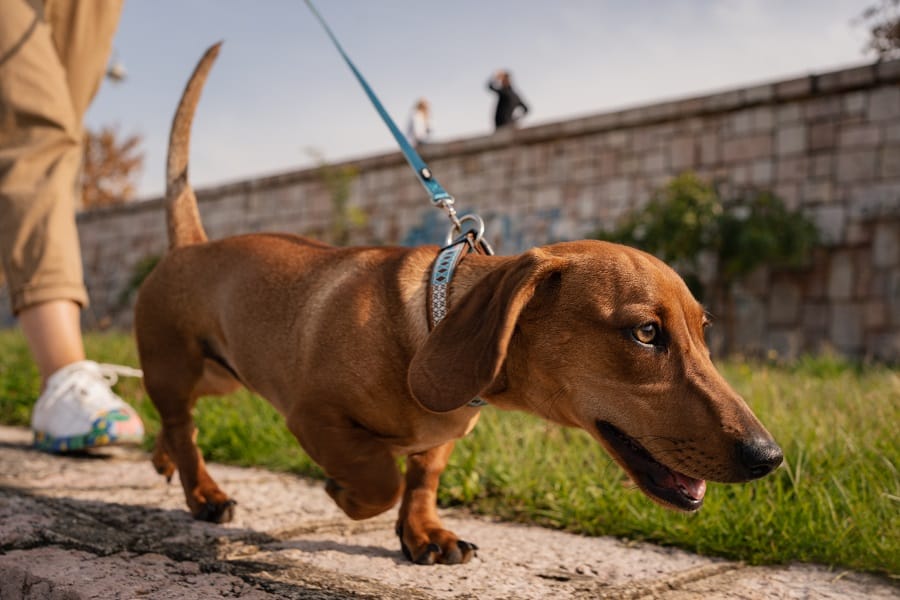 long wiener dog enjoying his walk