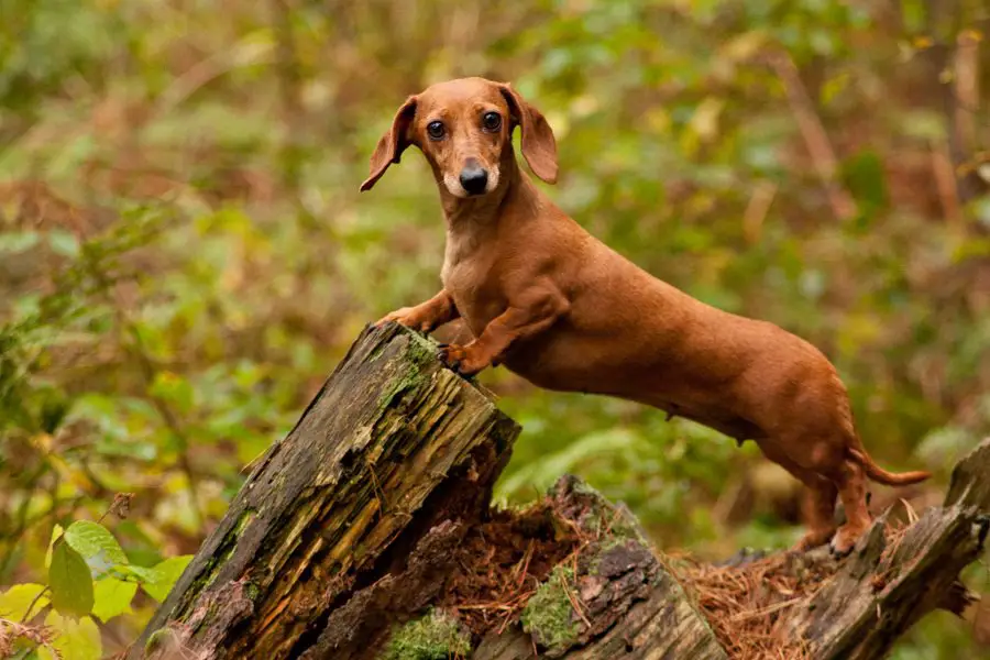 Long Dachshund Dog