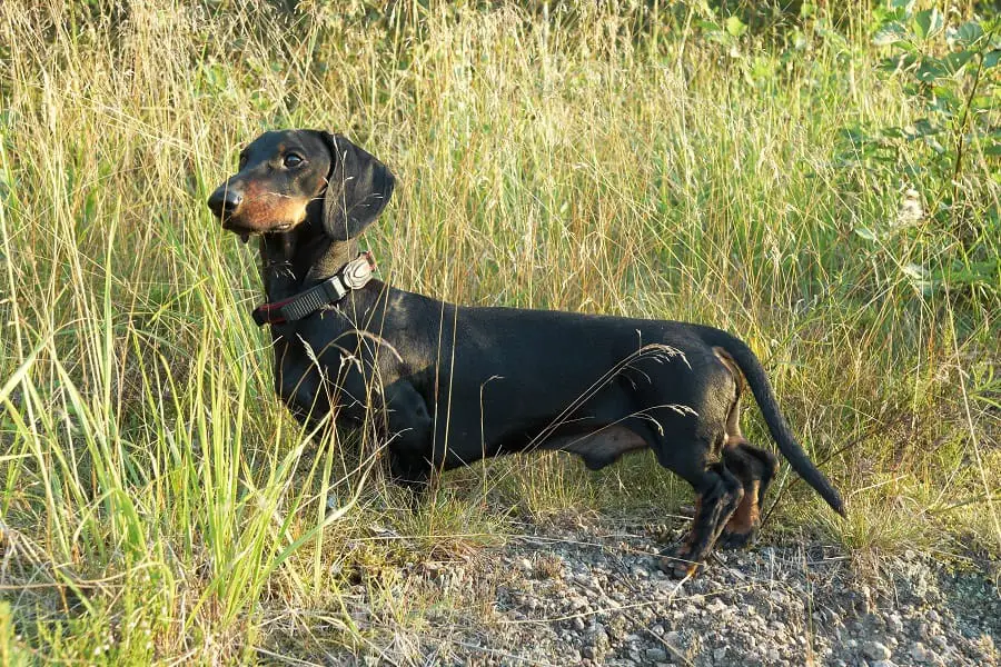 Black and tan long dachshund oin tall grass