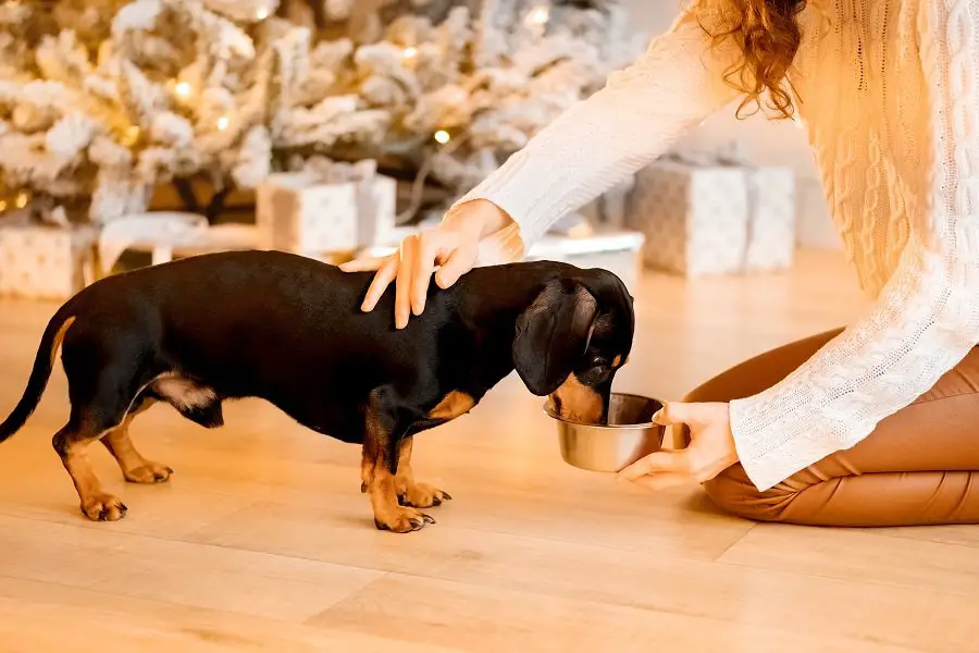 Plejekrav til en voksende Gravhund